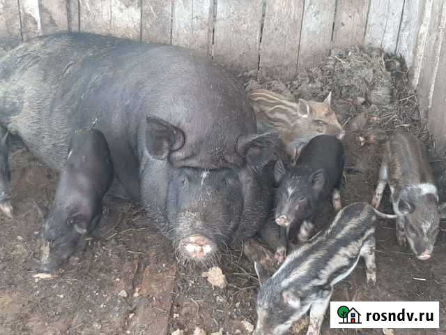 Вьетнамские поросята Инкерман - изображение 1