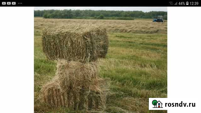 Сено в тюках Касумкент - изображение 1