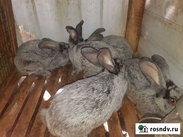 Продам кроликов Жаворонки - изображение 1