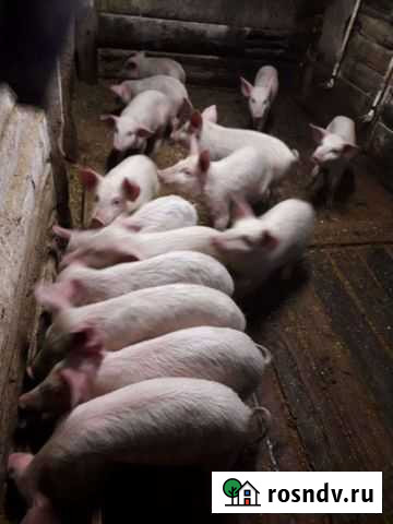 Поросенок ландрас Белореченский - изображение 1