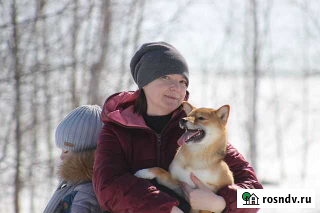 Передержка животных Щекино - изображение 1