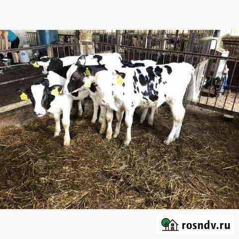 Телята из домашнего подворья породы мясные Колпны