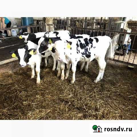 Телята из домашнего подворья породы мясные Колпны - изображение 1