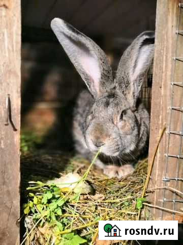 Кролики Саранск - изображение 1