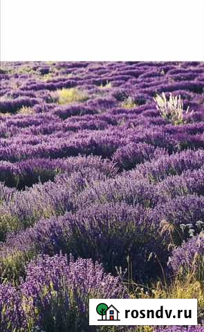 Лаванда трава и цветки Таежный - изображение 1