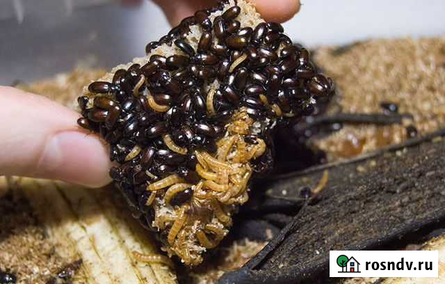 Жук Знахарь Екатеринбург - изображение 1