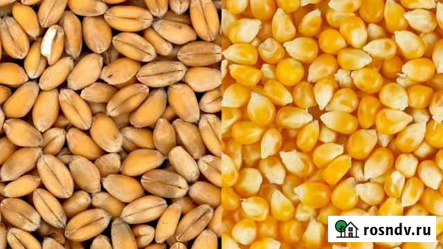 Продажа сельхоз продукции Широчанка - изображение 1