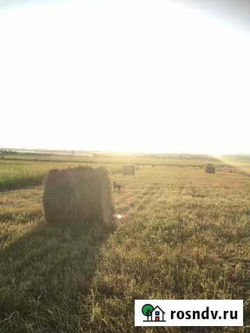 Сено молодое этого года хорошее разнатравие Анапа - изображение 1