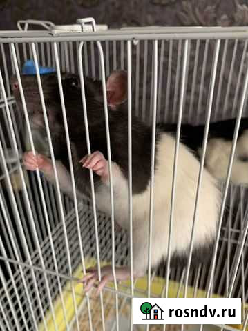 Крысята дамбо Ижевск - изображение 1