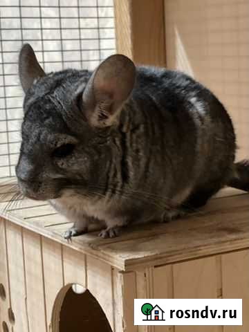 Шиншилла с клеткой Казань - изображение 1