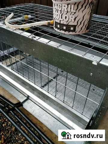 Брудер (клетки) для броллеров Чайковский - изображение 1