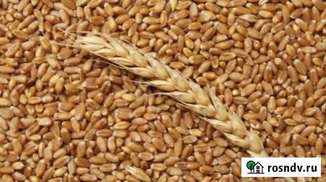 Пшеница Братск - изображение 1