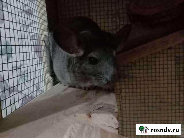 Шиншилла Сальск - изображение 1
