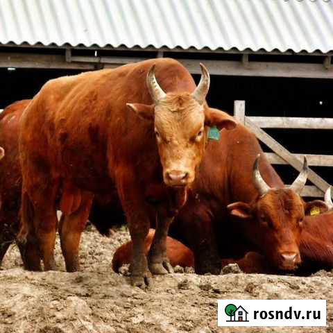 Племенные быки Гусиноозерск - изображение 1