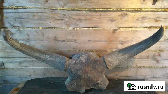 Череп бизона Bison priscus Шипуново - изображение 1