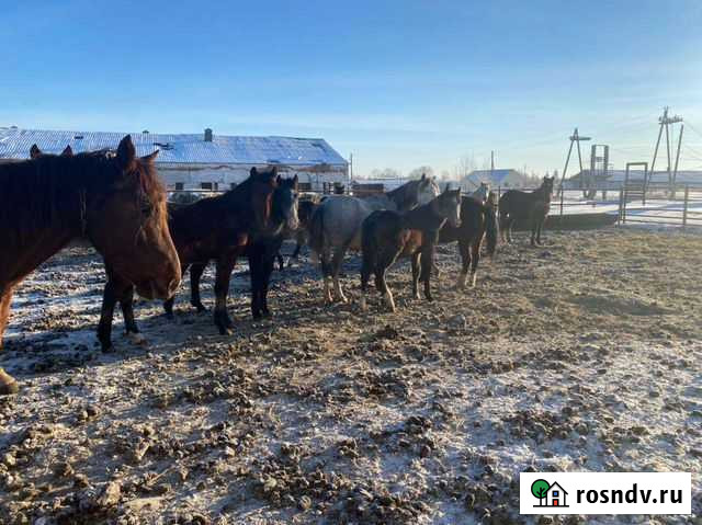 Лошади Ялуторовск - изображение 1