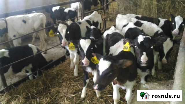 Бычки телята С доставкой Калининск - изображение 1