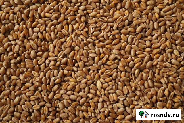 Пшеница Саранск - изображение 1