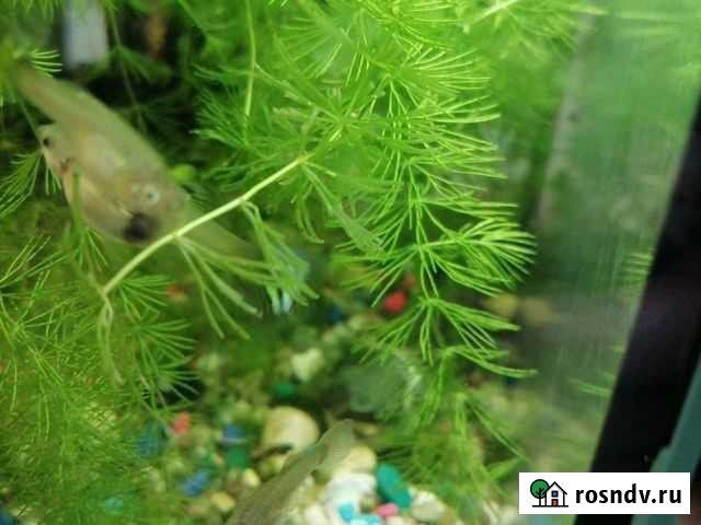 Рыбки гуппи Белоозёрский - изображение 1