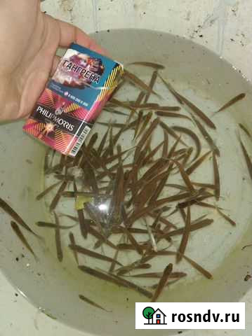 Верховка Живец Балашиха - изображение 1