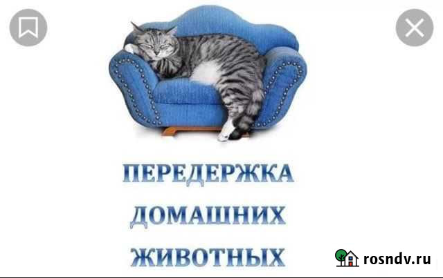 Передержка Домашних животных Елизово - изображение 1