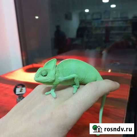 Хамелеон Нальчик - изображение 1