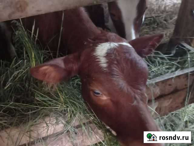 Телята телочки Тульский - изображение 1