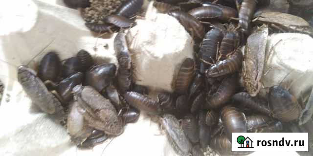 Мраморные тараканы Ростов-на-Дону - изображение 1