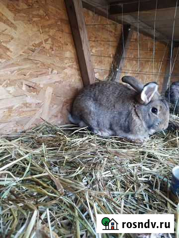 Кролики мясных пород Мичуринск - изображение 1