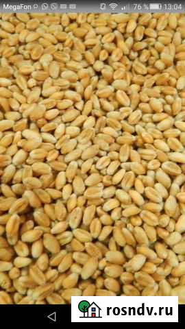 Зерно Юрга - изображение 1