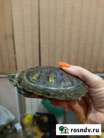 Красноухая черепаха бесплатно Самара - изображение 1