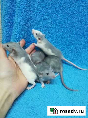 Крысята дамбо голубые Нижний Новгород - изображение 1