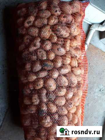 Картофель 2 сорт Львовское - изображение 1