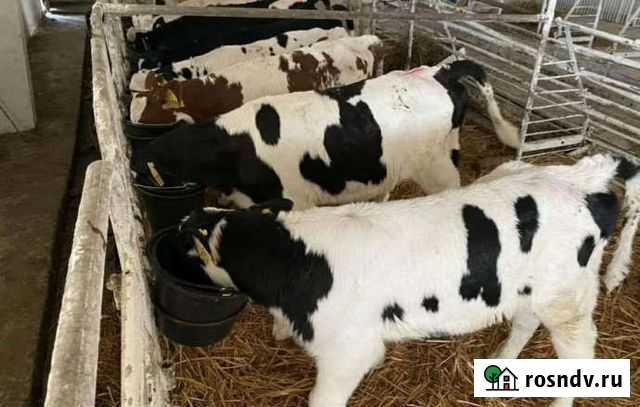 Телята бычки Большая Орловка - изображение 1