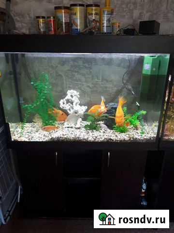 Аквариум на 250 л с тумбой, рыбами, оборудованием Загорянский - изображение 1