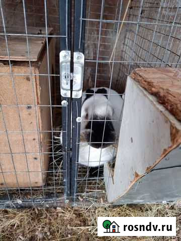 Маточник для кроликов Борисоглебск - изображение 1