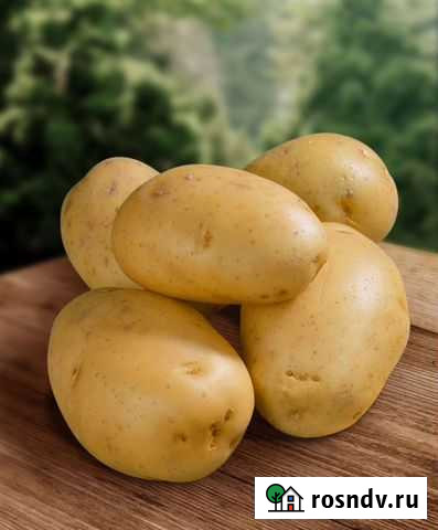 Картофель Назарово - изображение 1