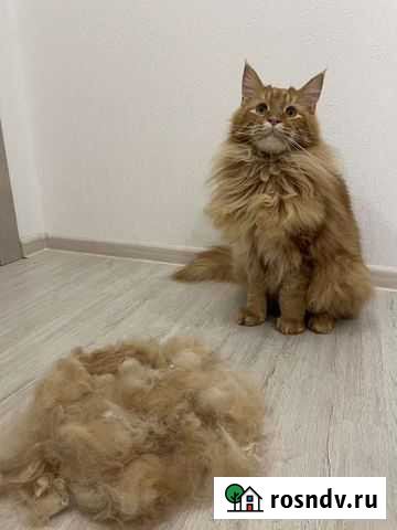 Стрижка собак и кошек Екатеринбург - изображение 1