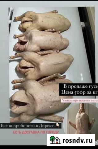 Тушка гуся, живой гусь Набережные Челны - изображение 1