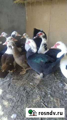 Утки Натухаевская - изображение 1