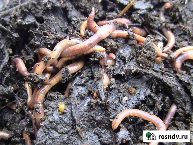 Черви Старатель Рязань - изображение 1
