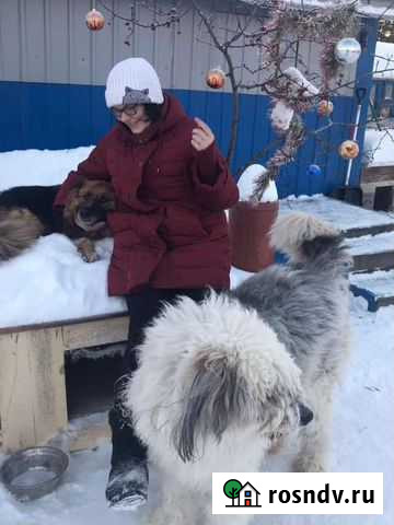 Работа выгул собак Приморский - изображение 1