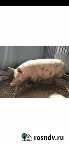 Свиньи живым весом Морозовск - изображение 1