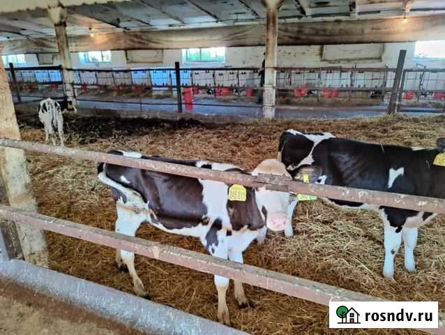 Быки, телята Славгород - изображение 1