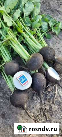 Редька чёрная Венцы - изображение 1