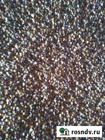 Кукуруза Бугуруслан - изображение 1