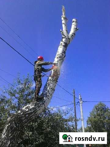 Спил деревьев, расчистка участков Узловая - изображение 1
