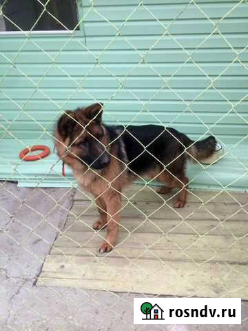 Дрессировка собак Астрахань - изображение 1