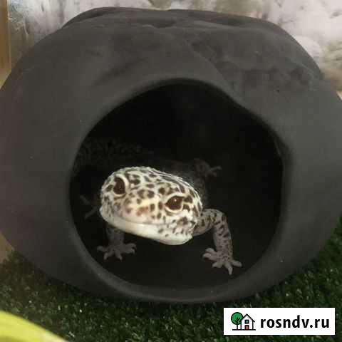 Эублефар с террариумом Новосибирск - изображение 1