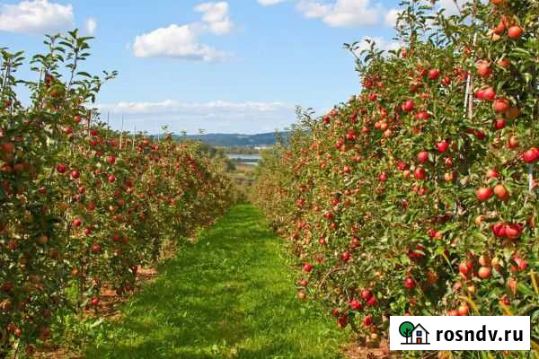 Сады яблони, сливы и черешни Мингрельская - изображение 1